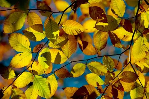 Autumn colours Stock Photos
