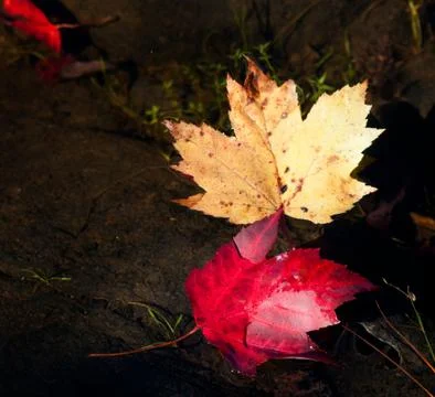 Autumn colours Stock Photos