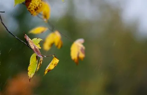 Autumn colours Stock Photos