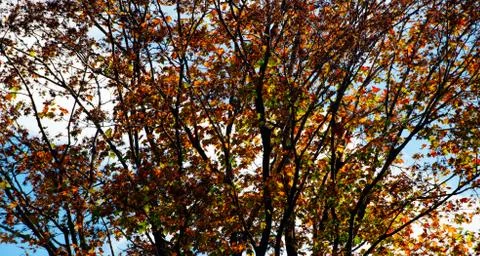 Autumn colours Stock Photos