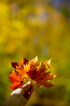 Autumn colours Stock Photos