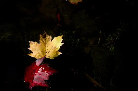 Autumn colours Stock Photos