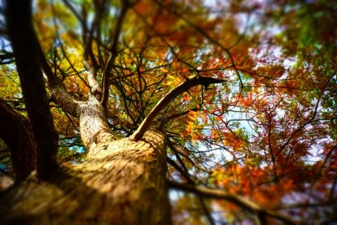 Autumn colours Stock Photos