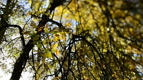 Autumn colours (Tilt/Shift)1 Stock Footage 12529026