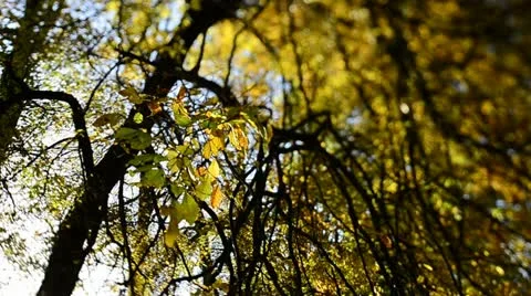 Autumn colours (Tilt/Shift)2 Stock Footage 12528993