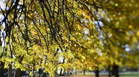Autumn colours (Tilt/Shift)3 Stock Footage 12529286
