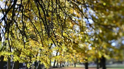 Autumn colours (Tilt/Shift)4 Stock Footage 12529122
