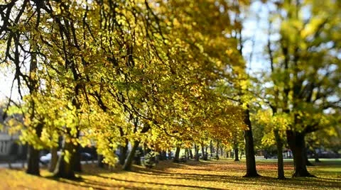 Autumn colours (Tilt/Shift)5 Video stock 12528906