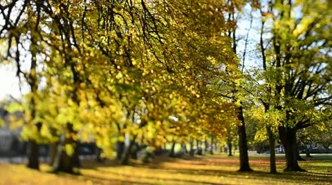 Autumn colours (Tilt/Shift)6 Stock Footage 12528946