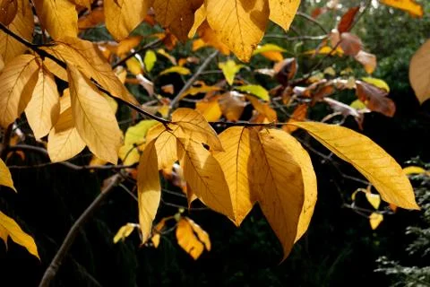 Autumn colours on trees in the fall, red, gold, yellow leaves beautiful sunlight Stock Photos