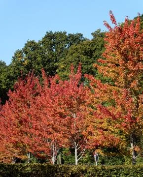 Autumn comes to Basingstoke as the trees start to turn. Stock Photos