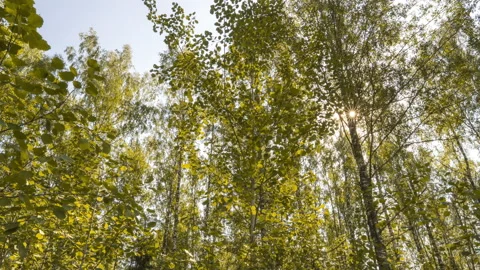 Autumn coming concept, camera movement hyperlapse in green summer forest and Stock Footage 159590298