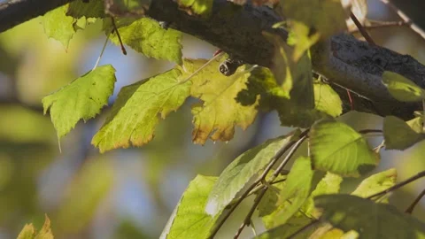 Autumn is coming Stock Footage 143932824