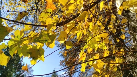 Autumn is coming 스톡 동영상 290092302
