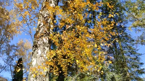 Autumn is coming 스톡 동영상 290092305