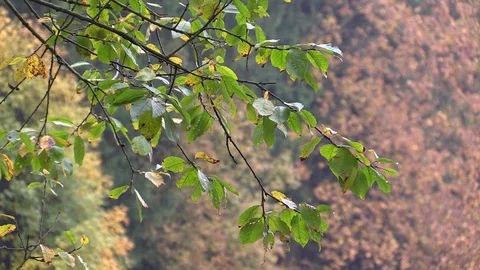 Autumn is coming - green leafs with background of red leafs Stock Footage 81534335