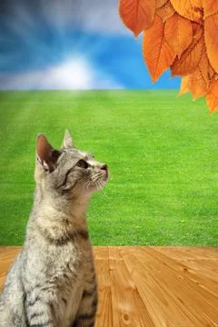 Autumn is coming Stock Illustration