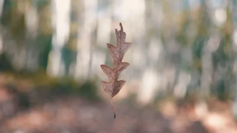 Autumn is coming. The leaf is caught in the web and flutters in the wind Stock Footage 221557585