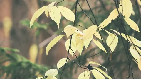 Autumn coming in a mixed forest Stock Footage 80985227