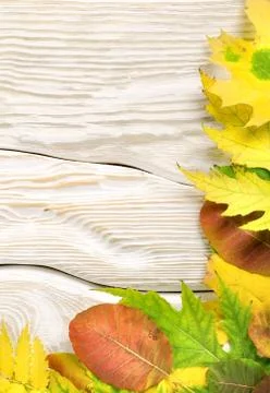 Autumn compositio on a white table Stock Photos