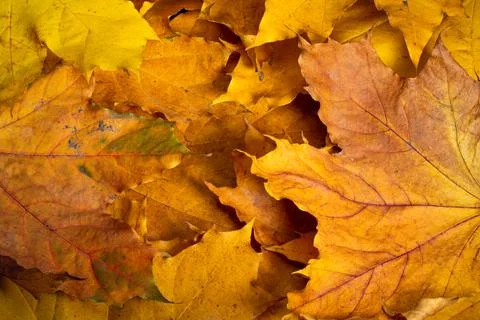 Autumn composition after rain, maple leaves on the ground. Stock Photos