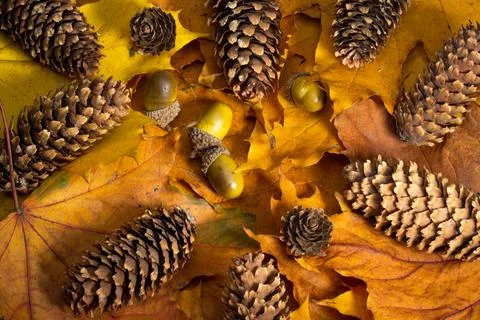 Autumn composition after the rain. Pine cones and maple leaves. Stock Photos