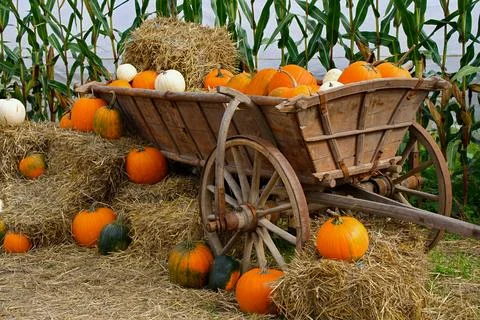 An autumn composition against a backdrop of corn with a wooden cart filled .. Stock Photos