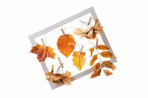 Autumn composition with assorted leaves maple leaf on white Stock Photos