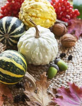 Autumn composition with assorted pumpkins Stock Photos