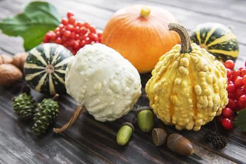 Autumn composition with assorted pumpkins Stock Photos