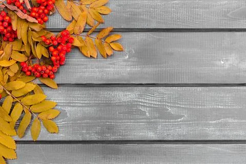 Autumn composition for the background. Clusters of mountain ash with yellowed Stock Photos