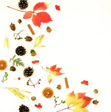 Autumn composition background. Frame pattern made of autumn tree leaves, cones,  Stock Photos