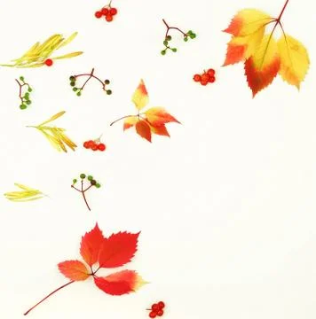 Autumn composition background. Frame pattern made of autumn tree leaves, cones,  Stock Photos