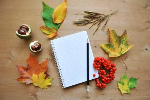 Autumn composition background Stock Photos