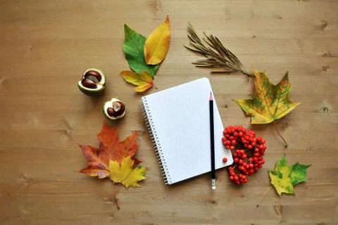 Autumn composition background Stock Photos