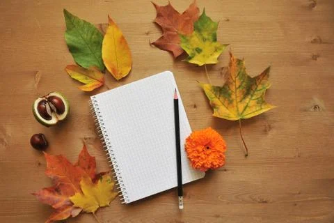 Autumn composition background Foto stock