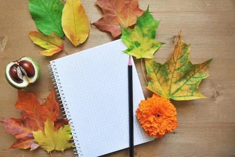 Autumn composition background Stock Photos