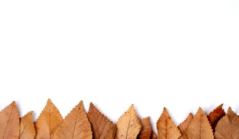 Autumn composition    background  . Stock Photos