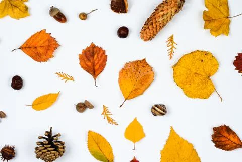 Autumn  composition  background . Stock Photos
