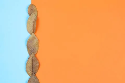 Autumn  composition  background. Stock Photos