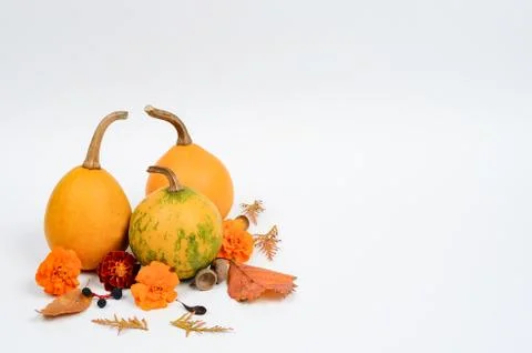 Autumn  composition  background. Stock Photos