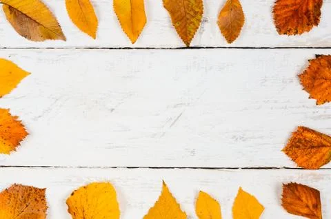 Autumn  composition  background. Stock Photos
