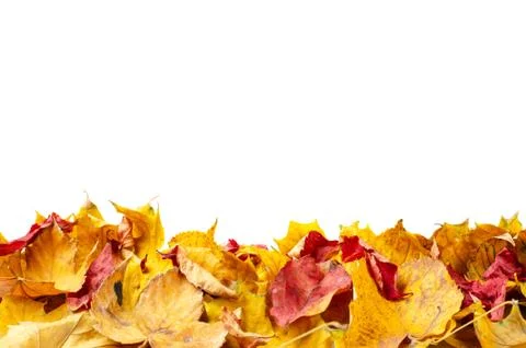 Autumn composition background. Row of yellow and red leaves on isolated white Stock Photos