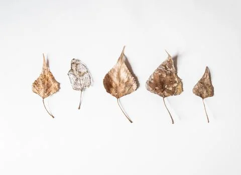 Autumn composition. Border made of brown leaves on white background. Fall con Stock Photos