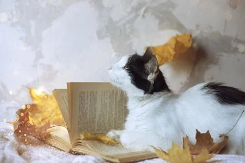 Autumn composition, cat lying on an open book, dry yellow autumn leaves on a Stock Photos