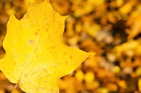 Autumn composition. Close-up yellow maple leaf on blurred background. Stock Photos