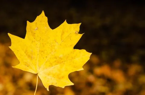 Autumn composition. Close-up yellow maple leaf on blurred background. Stock Photos