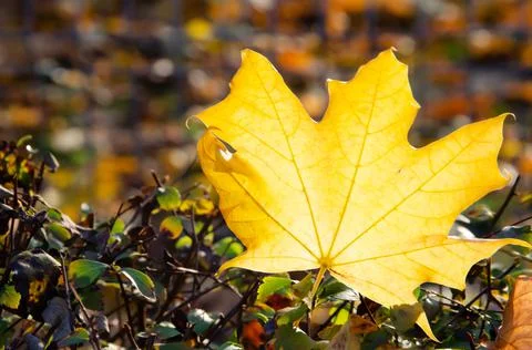 Autumn composition. Close-up yellow maple leaf on blurred background. Stock Photos