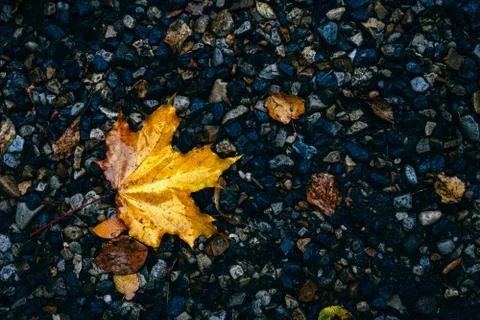 Autumn composition with copyspace Stockfoto's