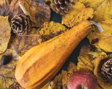 Autumn composition on dark background Stock Photos